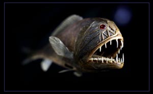 Опасные рыбы Красного моря